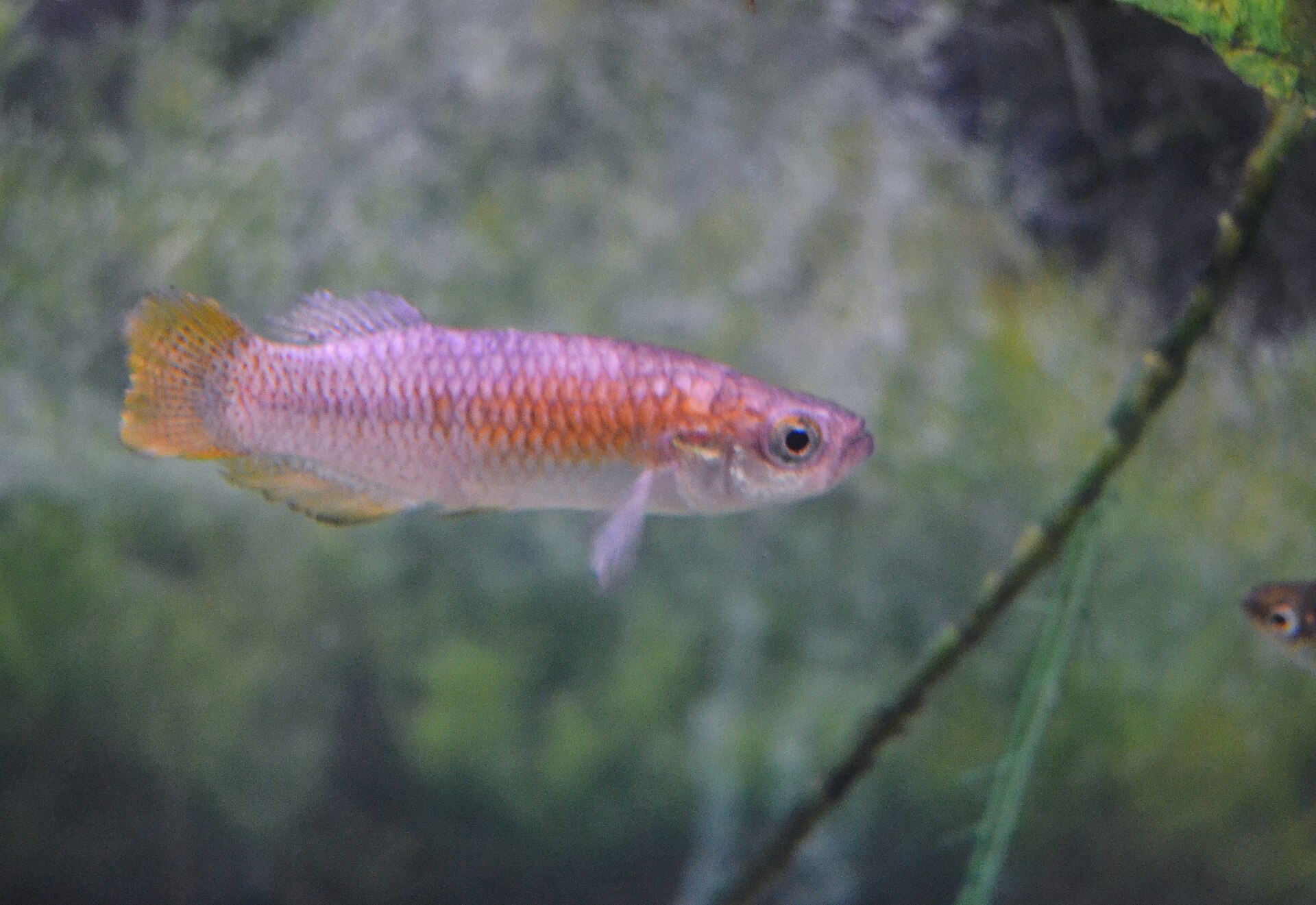 Valencia hispanica fish