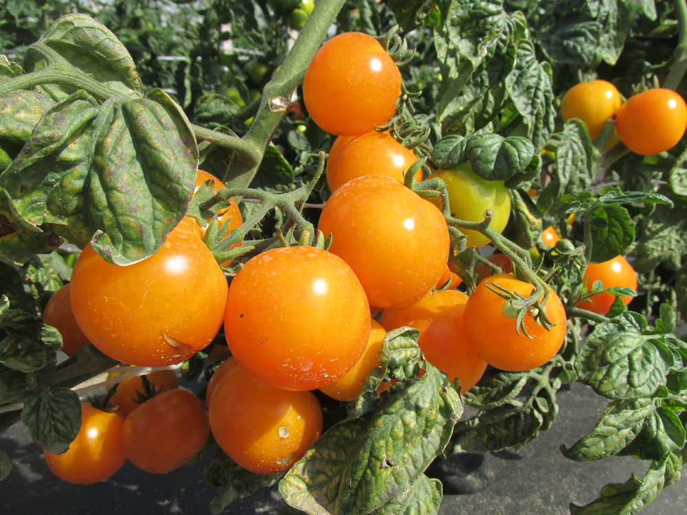 Valencia Tomato