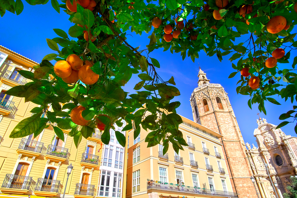 Valencia Orange