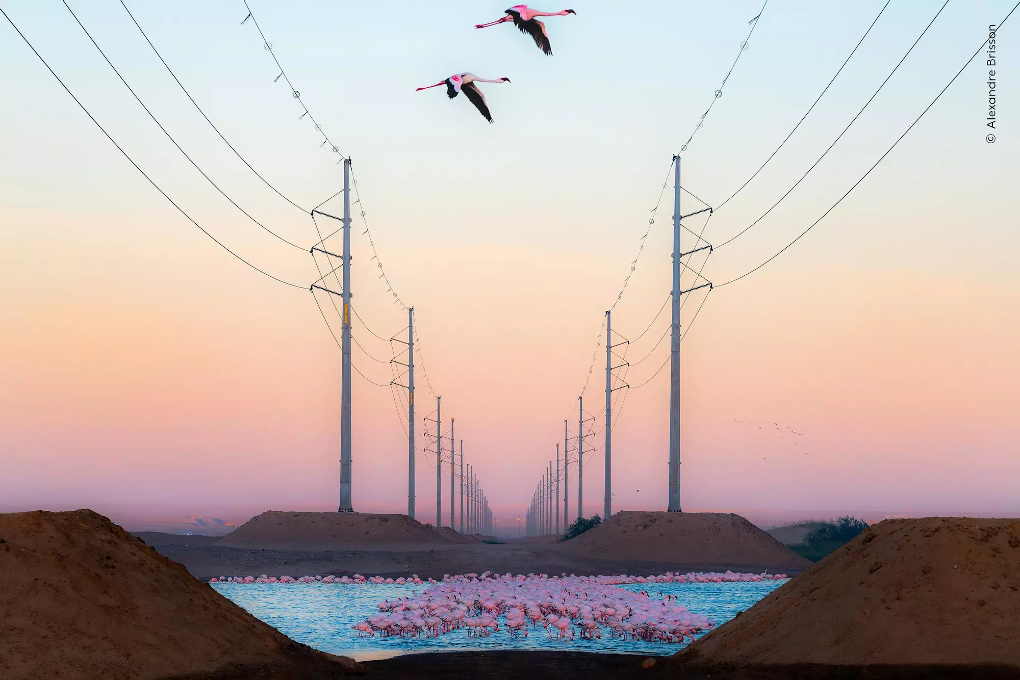 Flamingos in Namibia