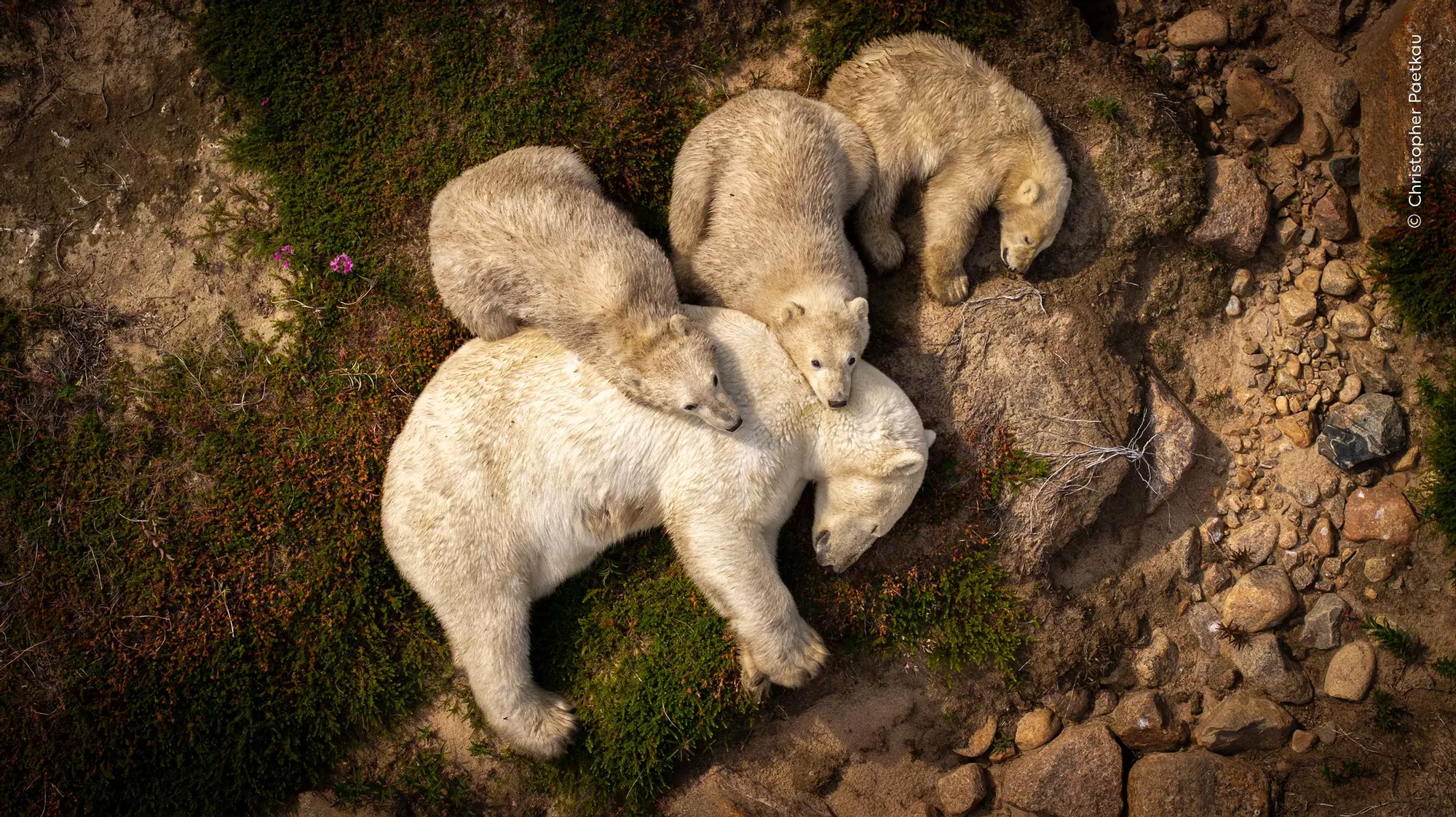 Polar bear with cubs
