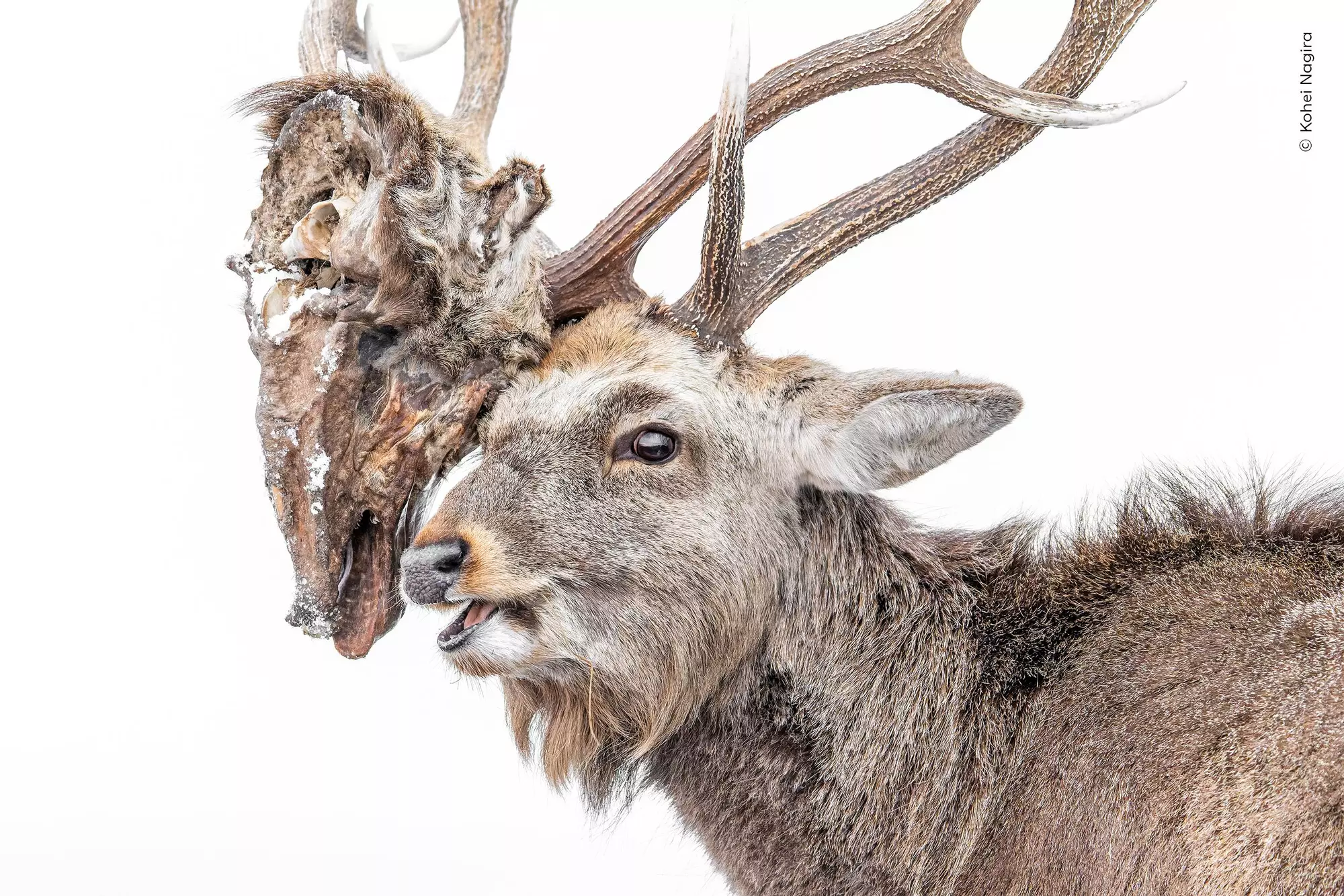 Sika deer with rival head