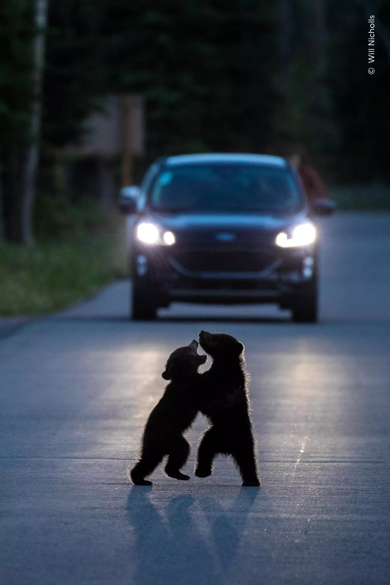 Two bear cubs playing