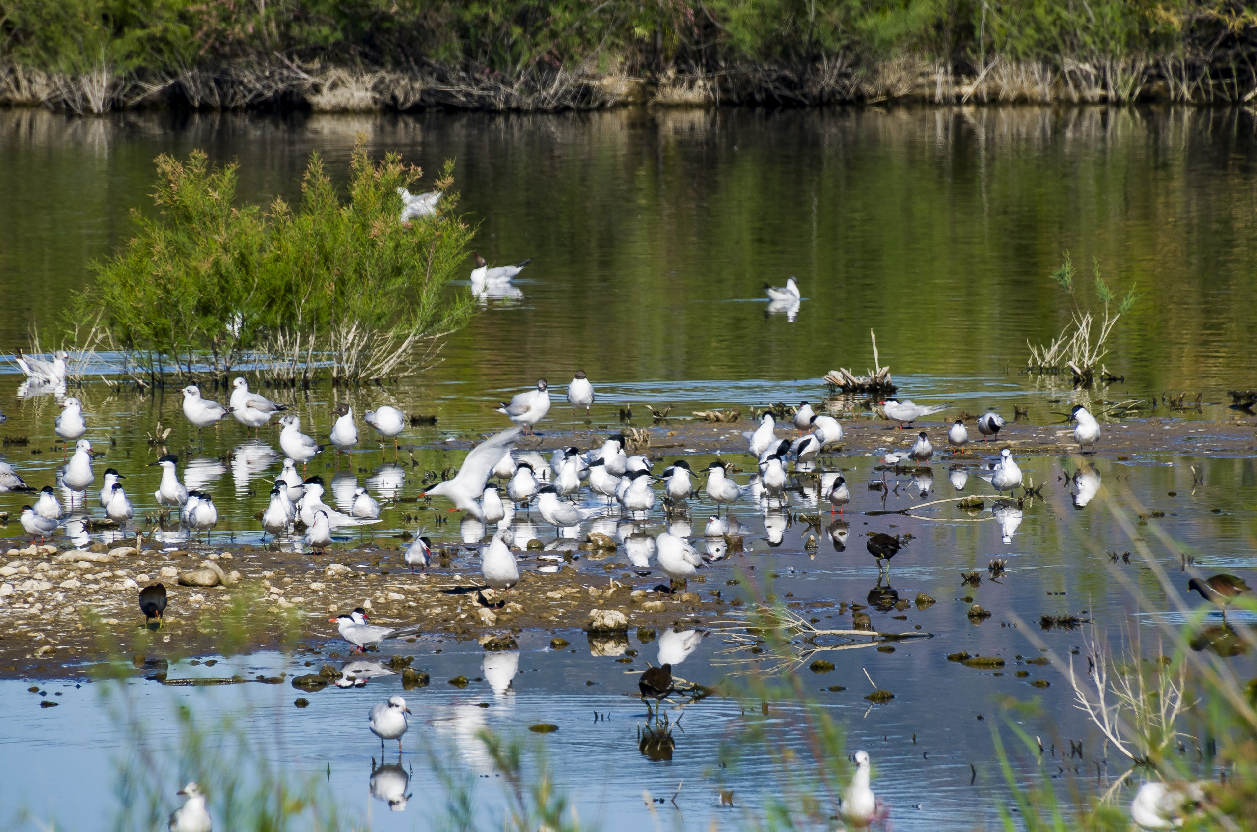 Marjal dels Moros wetland boardwalk