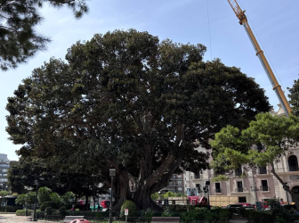 Valencia Begins Work to Protect Its Famous Centenary Ficus in the Jardines de la Glorieta