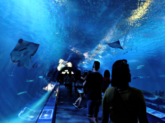 The Complete Guide to Valencia's Oceanogràfic: Tickets, Shows, Food, and Prices