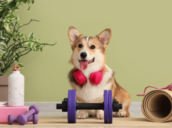 In Barcelona, you can go to a fitness class together with your dog