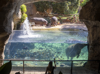 Valencia's Bioparc Threw a Joint Birthday Party for Its Hippos — With a Beetroot and Pumpkin Cake