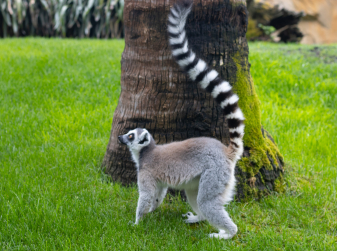 Discounted tickets to Valencian bioparc