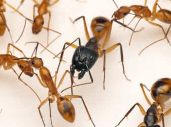 Surgeon Ants Arrive at Bioparc: Watch a Giant Colony at Work