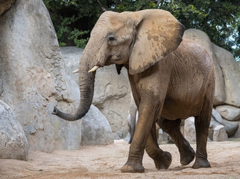 Tragedy at Bioparc Valencia: Endangered Elephant Miri Dies in an Accident