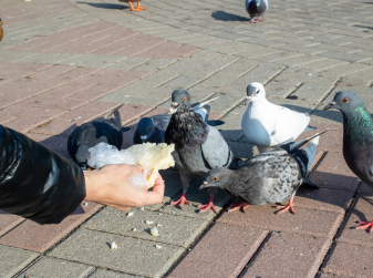 Valencia Cuts Its Pigeon Population by 9% Under Emergency Plan