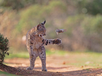 Striking Image of a Spanish Iberian Lynx Wins Global People’s Choice Award