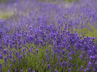 Ademuz Celebrates Its "Lavender Month" with Field Tours, a Market, and Lavender Menus