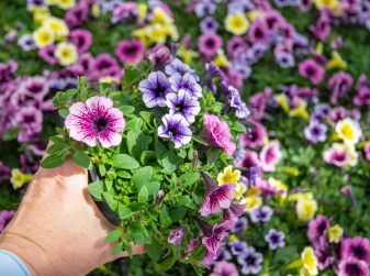 Summer Garden on a Budget: Lidl Launches Seasonal Plant Collection Starting at €2