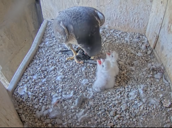 Peregrine Falcon Chicks Hatch Atop the Sagrada Família