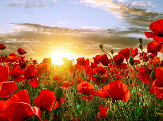 Scarlet Fields and Lavender Blooms: Discover the Seasonal Magic of Campo Arcís