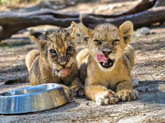 Wild Encounters Near Valencia: The Safari Park Where Lions and Giraffes Roam Free