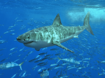 Great white shark came back to the Spanish waters