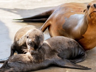 Valencia's Oceanogràfic Welcomes Rare Sea Lion Twins
