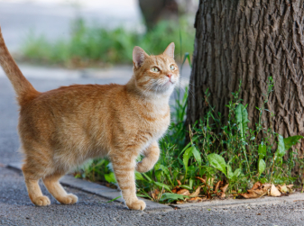 Prowling Far from Home: Spanish Scientists Reveal Just How Far Cats Wander