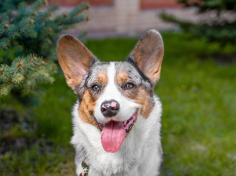 Spain Now Has More Pets Than Young People Under 30 — Over 15 Million, Official Data Shows