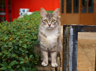 Valencia Has Opened Spain's First Municipal Veterinary Centre Dedicated Entirely to Stray Cats