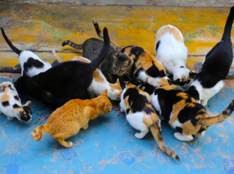 Feeding Stray Cats in Spain Without a Licence Can Now Cost You Up to €200,000