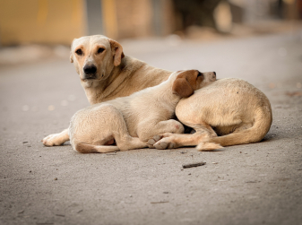 Spain Tops Europe for Pet Abandonment, New Report Finds