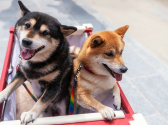 Minutes Can Cost Thousands: The High Price of Leaving Dogs Unattended in Spain