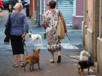 Las Fallas goes pet-friendly: Valencia introduces quiet hours for dogs