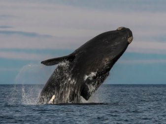 Whale-Watching Season Begins off Dénia — 62 Fin Whale Sightings in a Month