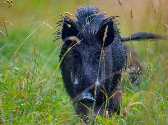 A wild boar disrupted public transport in Valencia