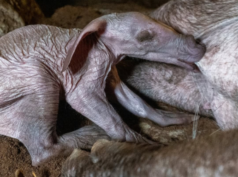 An aardvark has been born at Valencia’s Bioparc