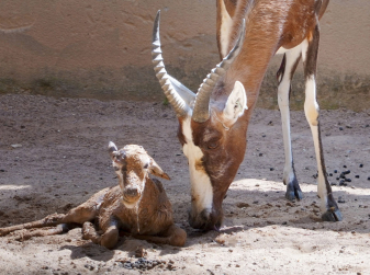 A Blesbok Calf Is Born at Bioparc Valencia — Part of Spain's Largest Herd
