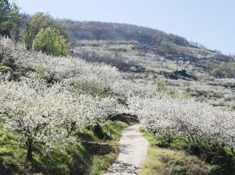 Millions of Cherry Blossoms: A Guide to the 2026 Season in the Jerte Valley