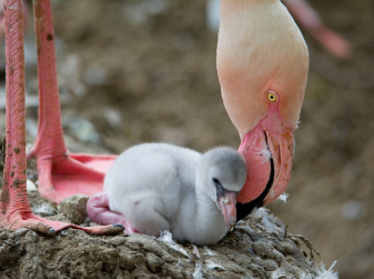 Flamingo Chicks Have Hatched at the Torrevieja Lagoon — Up to 18,000 Birds Are Nesting This Season