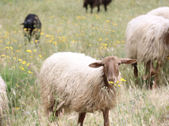 Sheep Take Over the University: Guided Walks and Shearing Workshops at Madrid’s Complutense Campus