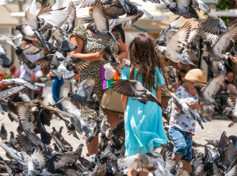 Valencia Launches Anti-Pigeon Feeding Campaign — Fines Up to €3,000 for Offenders