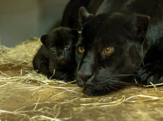 A Rare Jaguar Cub Is Born at Loro Parque in Tenerife