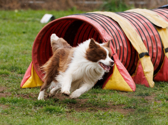 Guau Canet Fest: The Valencian Community's Biggest Dog Fair Is Back on 9 May