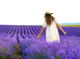 The Lavender Fields Near Valencia — and the Myth About Their Calming Scent