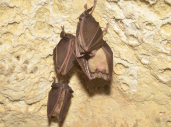 Those Black Boxes on Valencia's Trees Are Bat Houses — and the City Needs Them