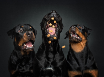 Catch the Moment! Renowned Photographer Christian Vieler to Host Free Dog Photoshoots in Barcelona