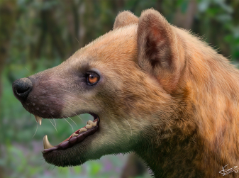 Scientists Describe a New Extinct "Bear-Dog" Species Found at a Barcelona Province Site