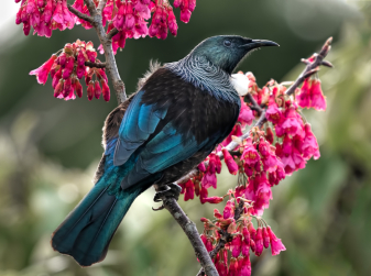 Growing, blooming, and chirping: apps that help you understand Spain’s nature
