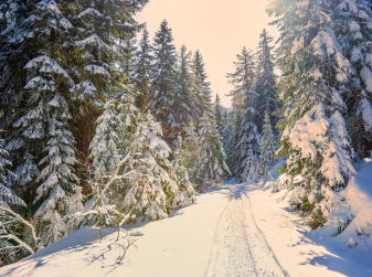 Where you can throw snowballs, go skiing, or simply stroll along snow-covered streets in Spain