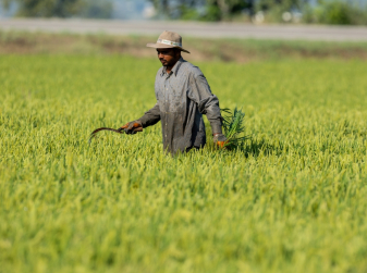 Where Paella Begins: the Fields That Feed Valencia