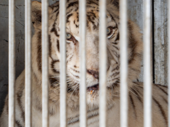Portugal’s Last Circus Tiger Finds a Home in Alicante