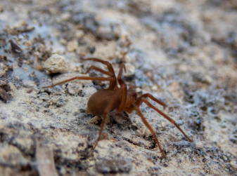 Venomous Chilean Recluse Spider Recorded in Portugal for the First Time